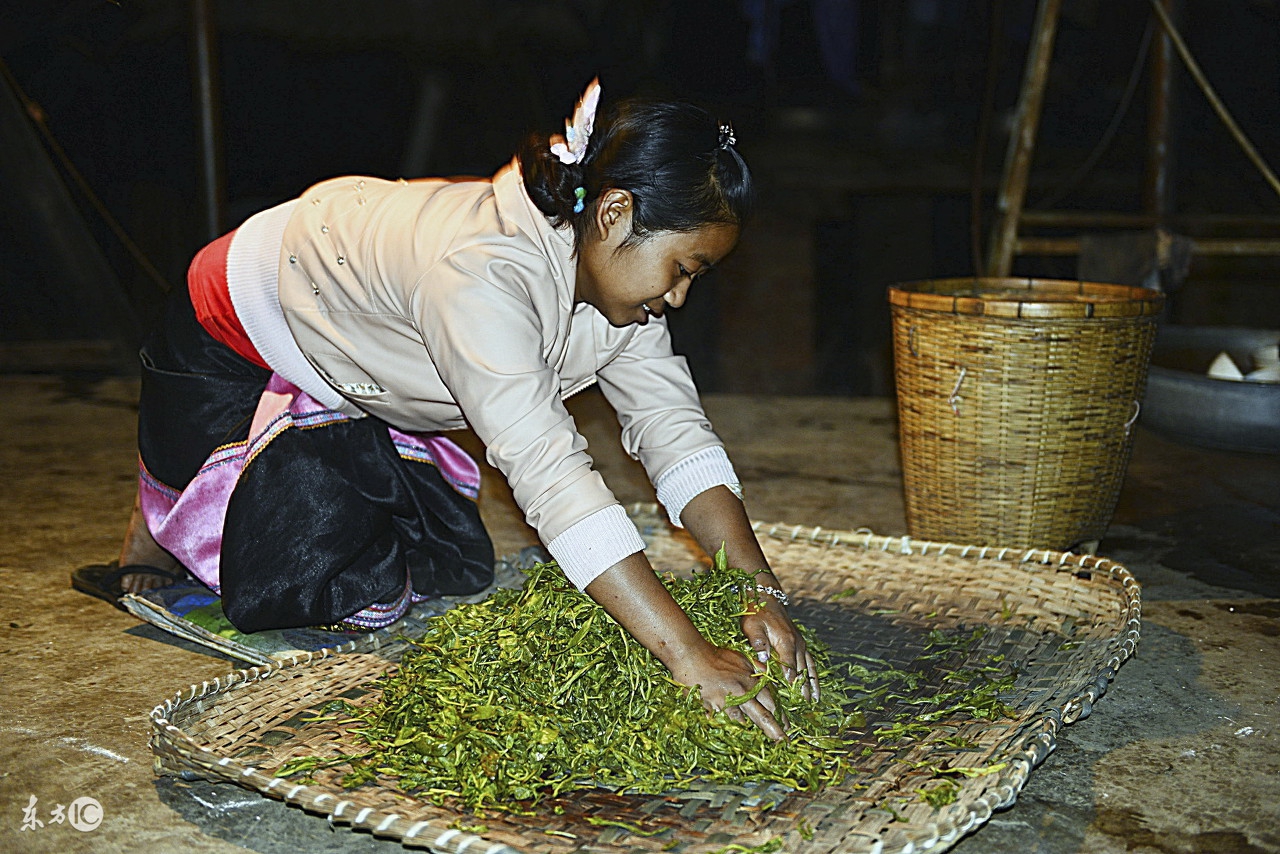 普洱茶的采摘过程图片,普洱茶采摘点和方法