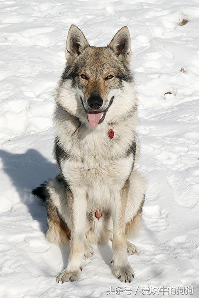 捷克狼犬有伤人记录吗,不训练的捷克狼犬会随便咬人吗