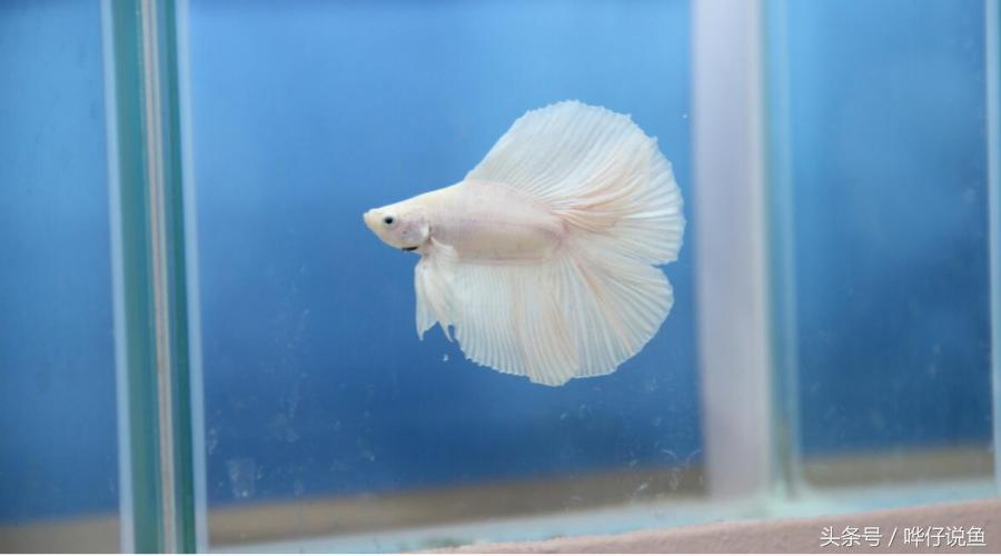 新手应该怎么养宠物鱼,养观赏鱼鱼缸新技术