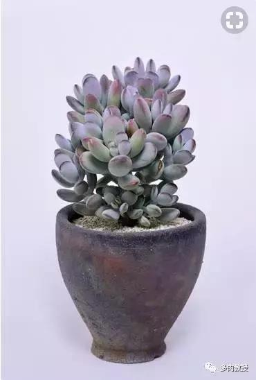 多肉老桩配古盆！美的惊艳了时光！