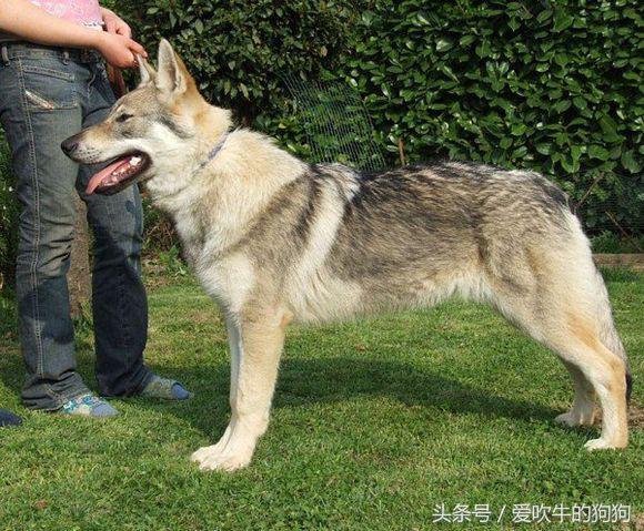 捷克狼犬有伤人记录吗,不训练的捷克狼犬会随便咬人吗