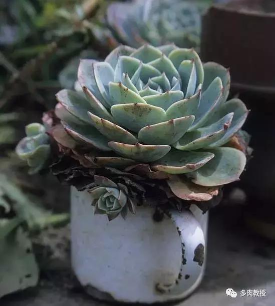 多肉老桩配古盆！美的惊艳了时光！