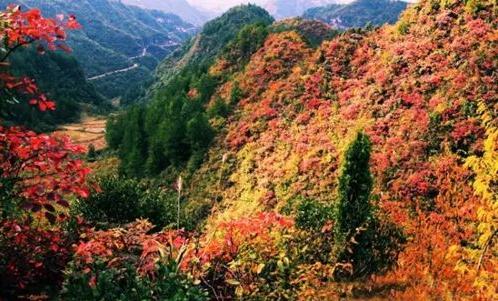 红叶满渝！麻将之余不如带上妹儿共赴巫山耍下！