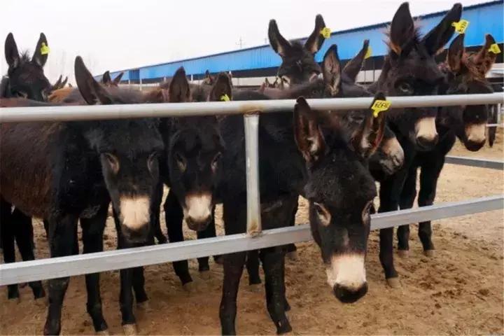 一家值得你品尝的驴肉火锅,超正的驴肉火锅