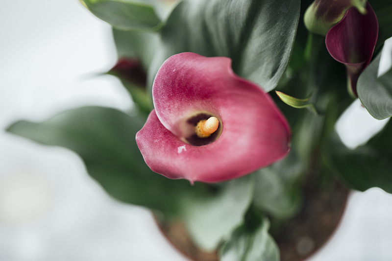 马蹄莲怎样盆栽与养护,盆栽马蹄莲的养护方法