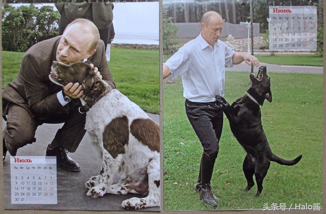 普京的所有狗狗照片,普京和他的柴犬