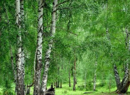农夫山泉桦树面膜,桦树茸面膜