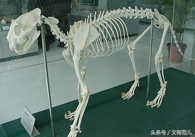 中药犀角图片,中药犀角和水牛角的区别