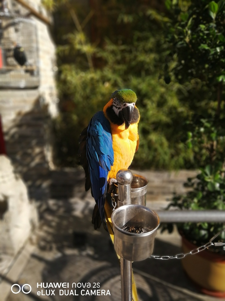 华为nova2s手机发布价格,华为nova2s二手机目前价格