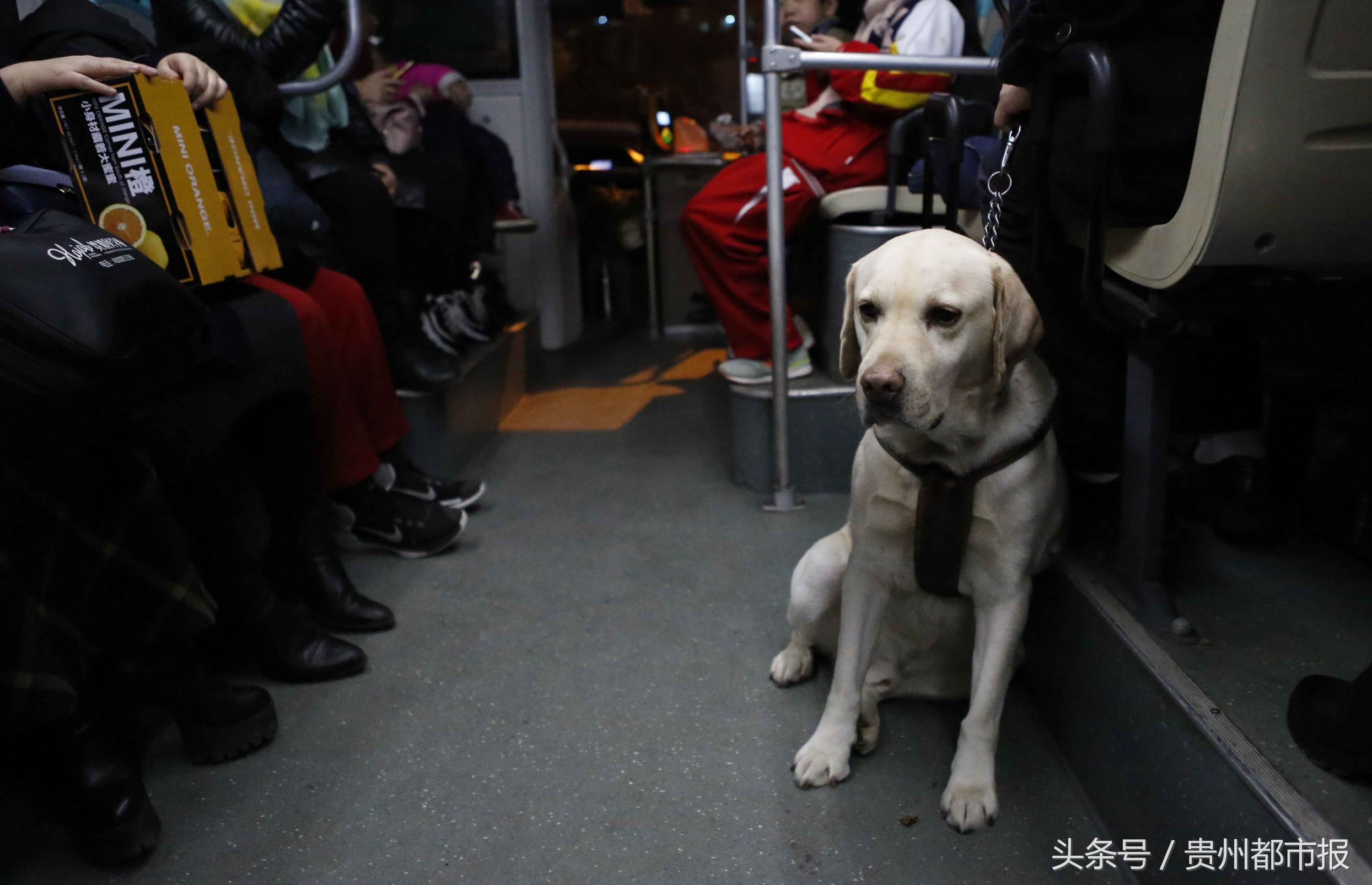 全世界第一只哈士奇导盲犬,一只导盲犬的真实生活