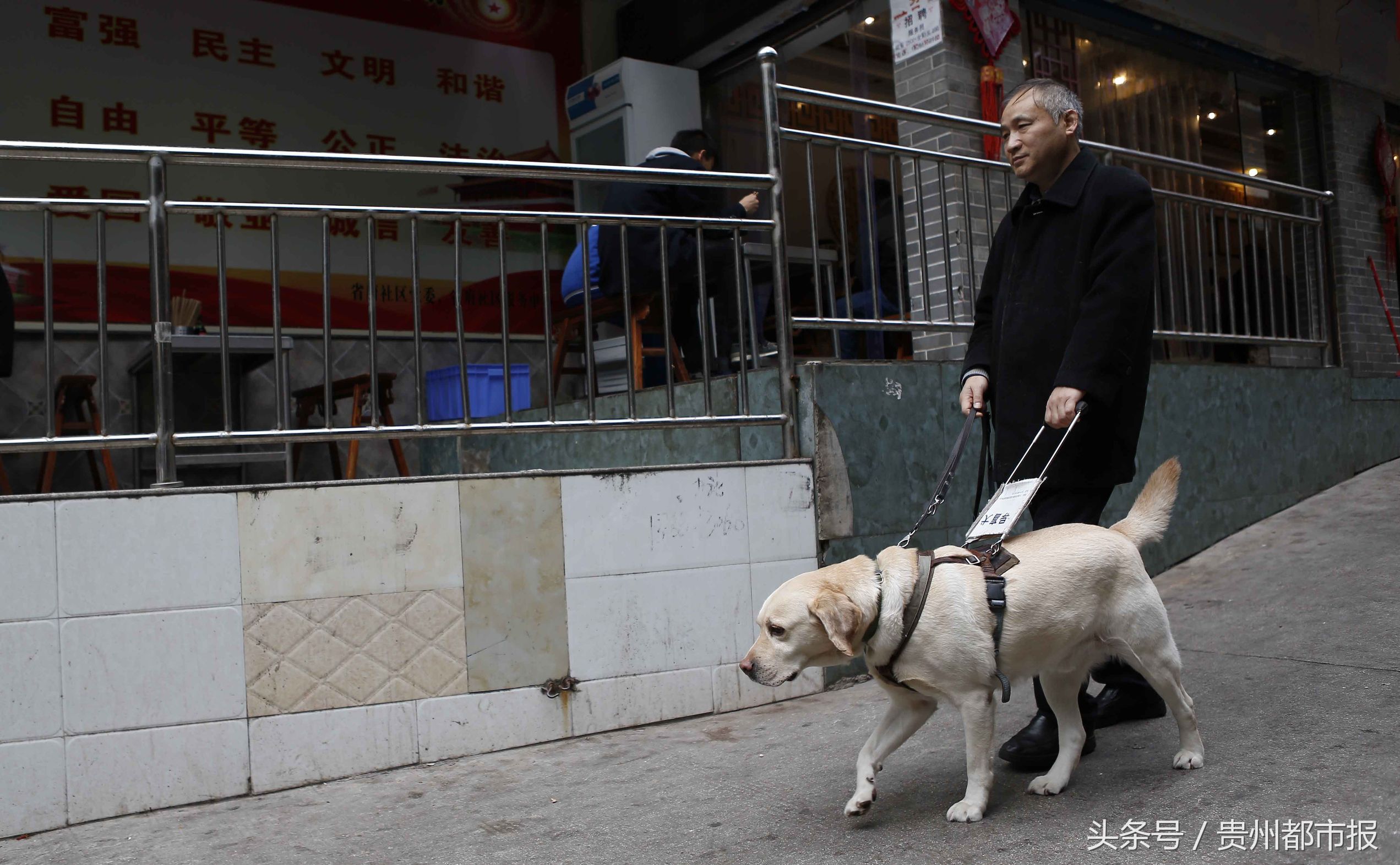 全世界第一只哈士奇导盲犬,一只导盲犬的真实生活