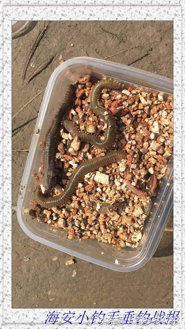 一年四季都能够钓的鱼种,一年四季可钓的鱼种