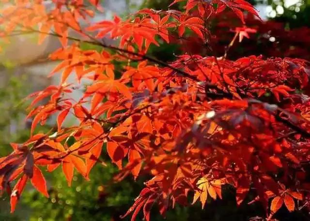 枫叶色口红合适春天涂吗,枫叶色哑光大牌口红