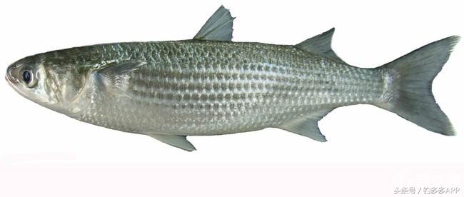 一年四季都能够钓的鱼种,一年四季可钓的鱼种