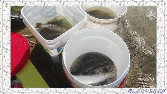 一年四季都能够钓的鱼种,一年四季可钓的鱼种