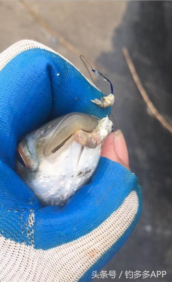 一年四季都能够钓的鱼种,一年四季可钓的鱼种