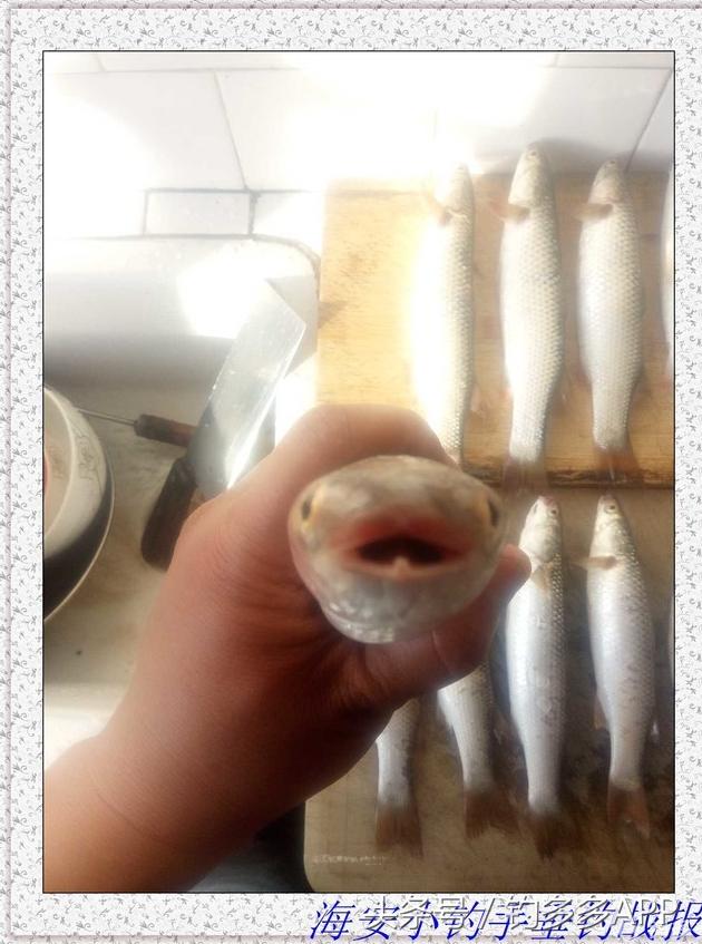 一年四季都能够钓的鱼种,一年四季可钓的鱼种