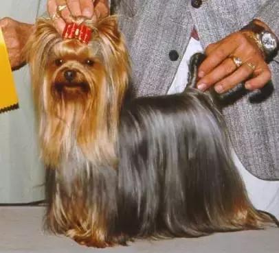 成年咖啡色约克夏,稀有色约克夏你开什么玩笑