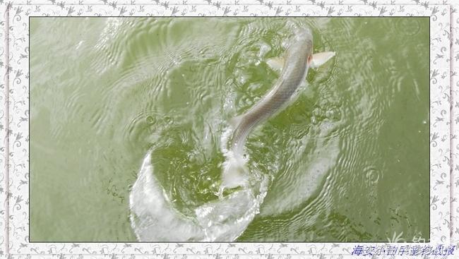 一年四季都能够钓的鱼种,一年四季可钓的鱼种