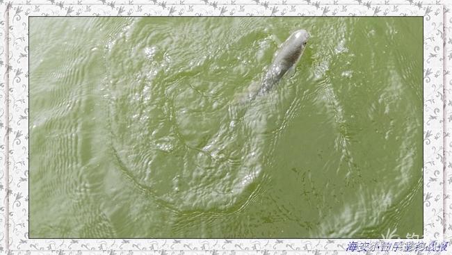 一年四季都能够钓的鱼种,一年四季可钓的鱼种