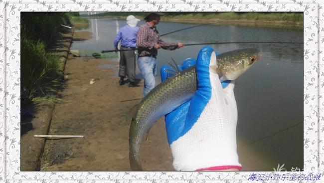 一年四季都能够钓的鱼种,一年四季可钓的鱼种