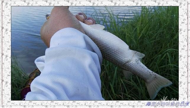 一年四季都能够钓的鱼种,一年四季可钓的鱼种