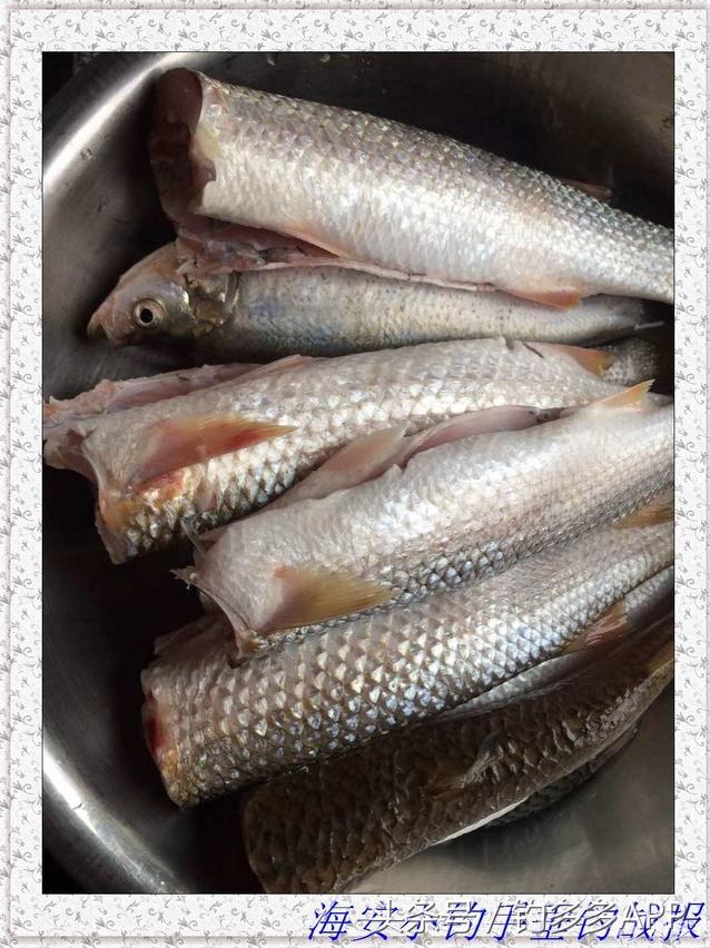 一年四季都能够钓的鱼种,一年四季可钓的鱼种