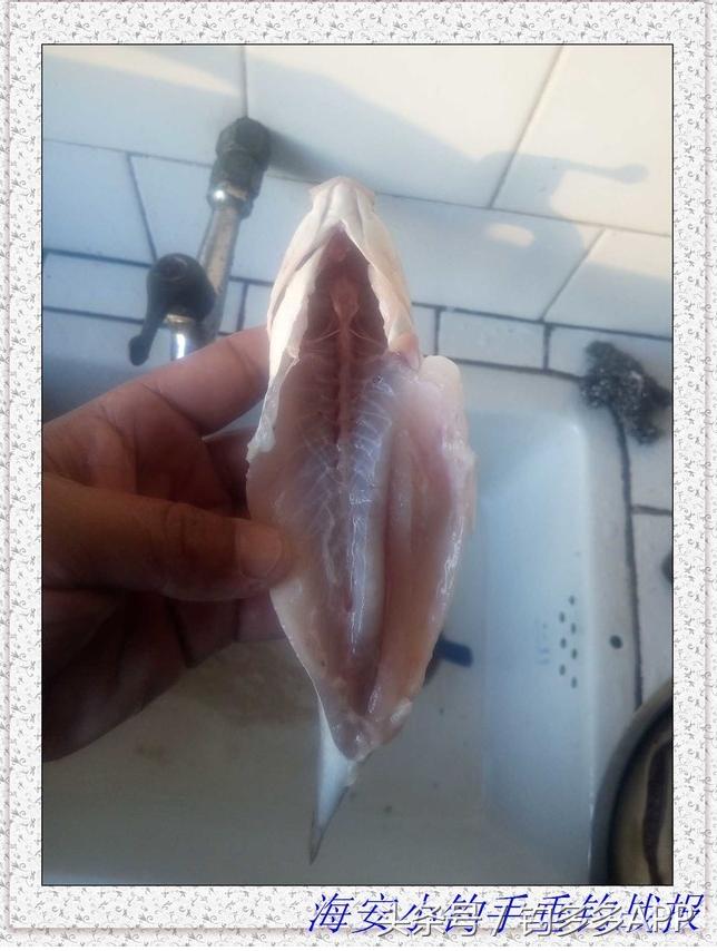 一年四季都能够钓的鱼种,一年四季可钓的鱼种