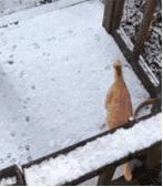 北方的猫过冬靠暖气，那南方的猫靠啥？