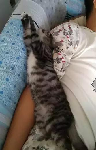 北方的猫过冬靠暖气，那南方的猫靠啥？