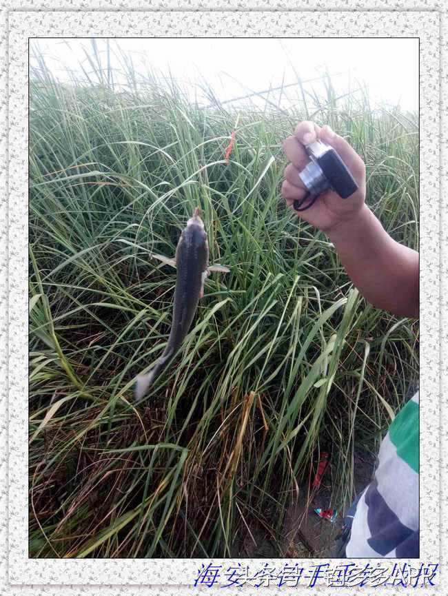 一年四季都能够钓的鱼种,一年四季可钓的鱼种