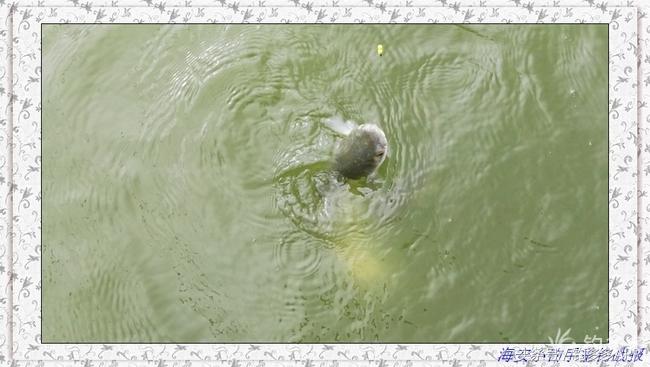 一年四季都能够钓的鱼种,一年四季可钓的鱼种