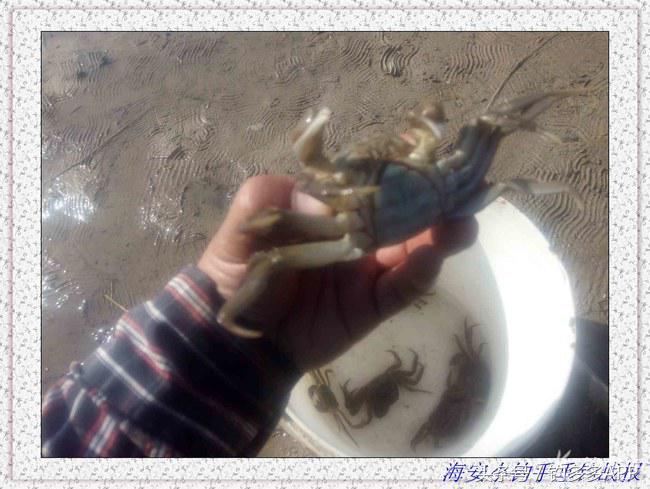 一年四季都能够钓的鱼种,一年四季可钓的鱼种