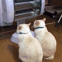 北方的猫过冬靠暖气，那南方的猫靠啥？