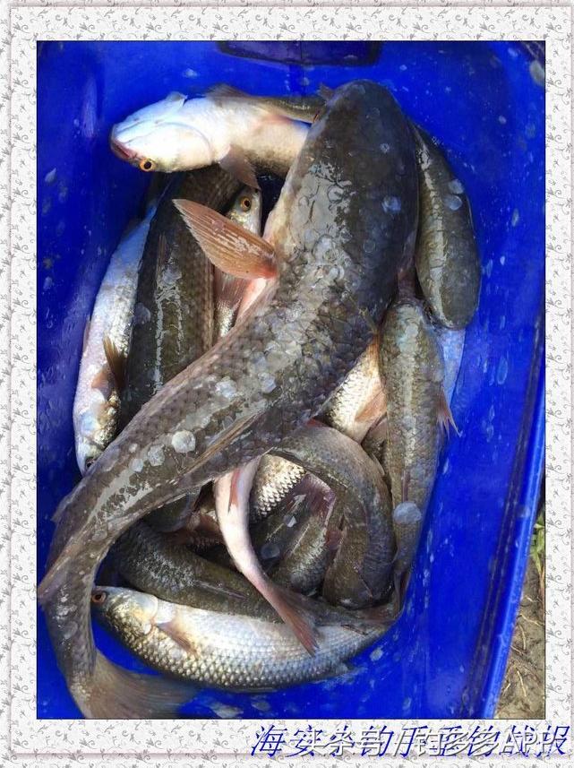 一年四季都能够钓的鱼种,一年四季可钓的鱼种