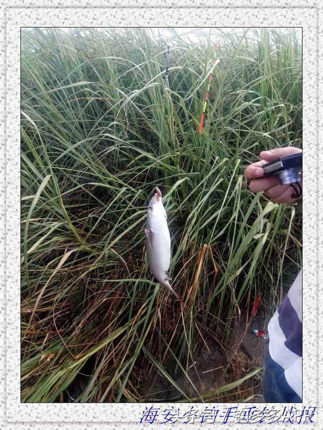 一年四季都能够钓的鱼种,一年四季可钓的鱼种