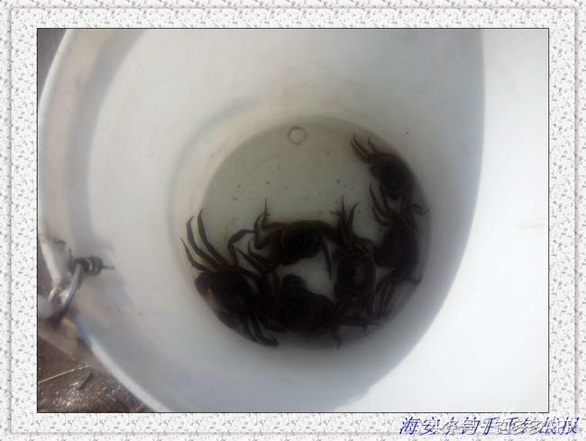 一年四季都能够钓的鱼种,一年四季可钓的鱼种