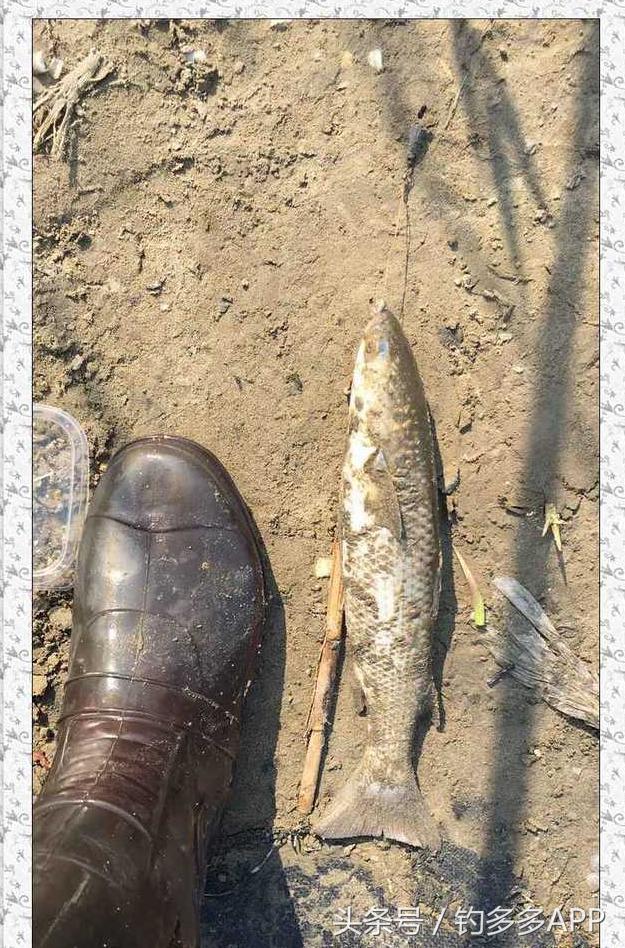 一年四季都能够钓的鱼种,一年四季可钓的鱼种