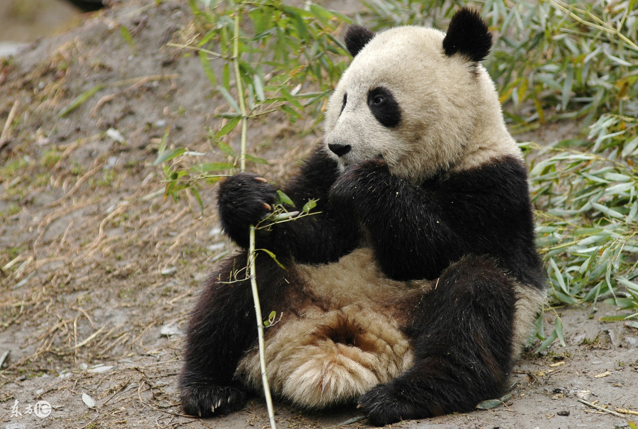 四川方言的魅力马未都,四川方言魅力文章