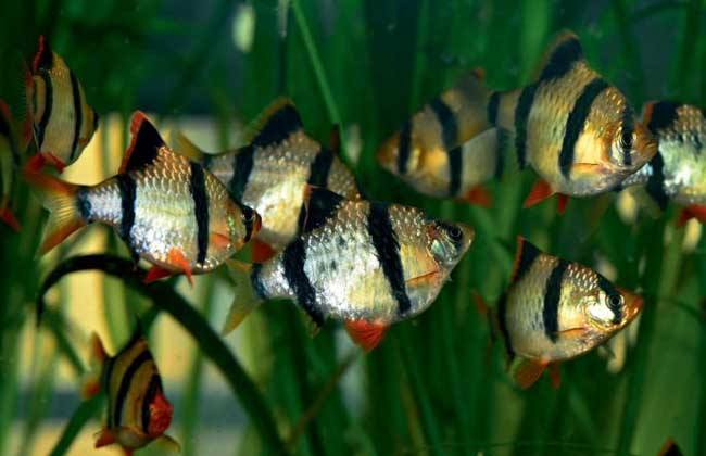 5种常见热带鱼养殖品种介绍图,热带鱼养殖指南教你养好热带鱼