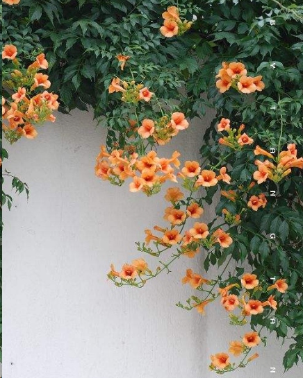 哪种藤本植物最好养,好养的藤本植物