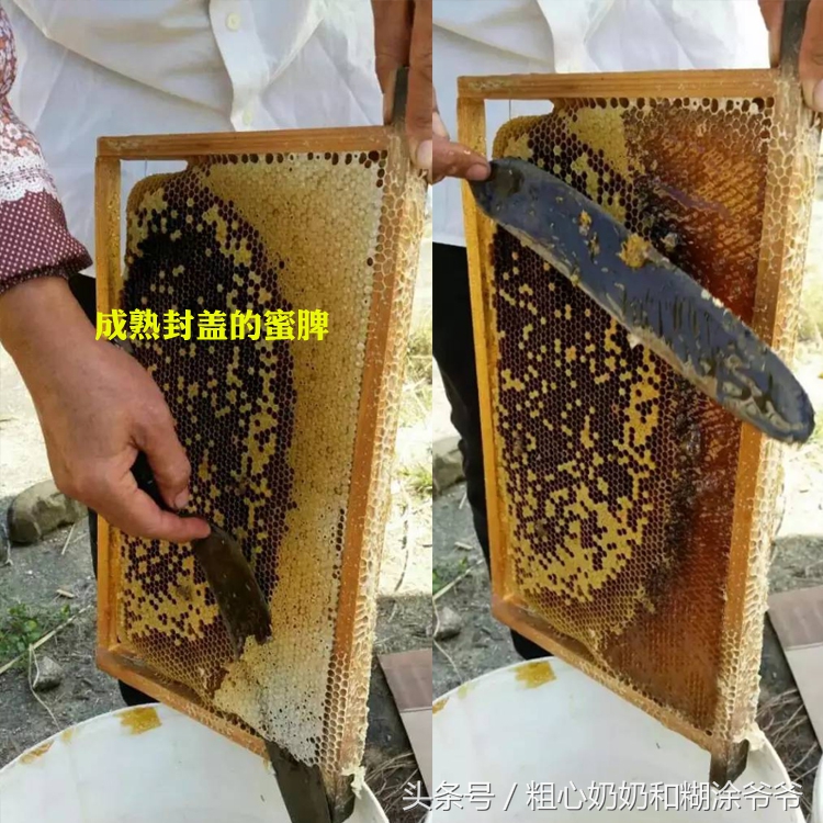 原生态土蜂鸭脚木冬蜜,土蜂鸭脚木冬蜜价格表