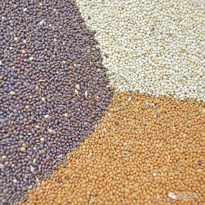 鸟粮的正确配制方法,笼鸟饲料怎么喂