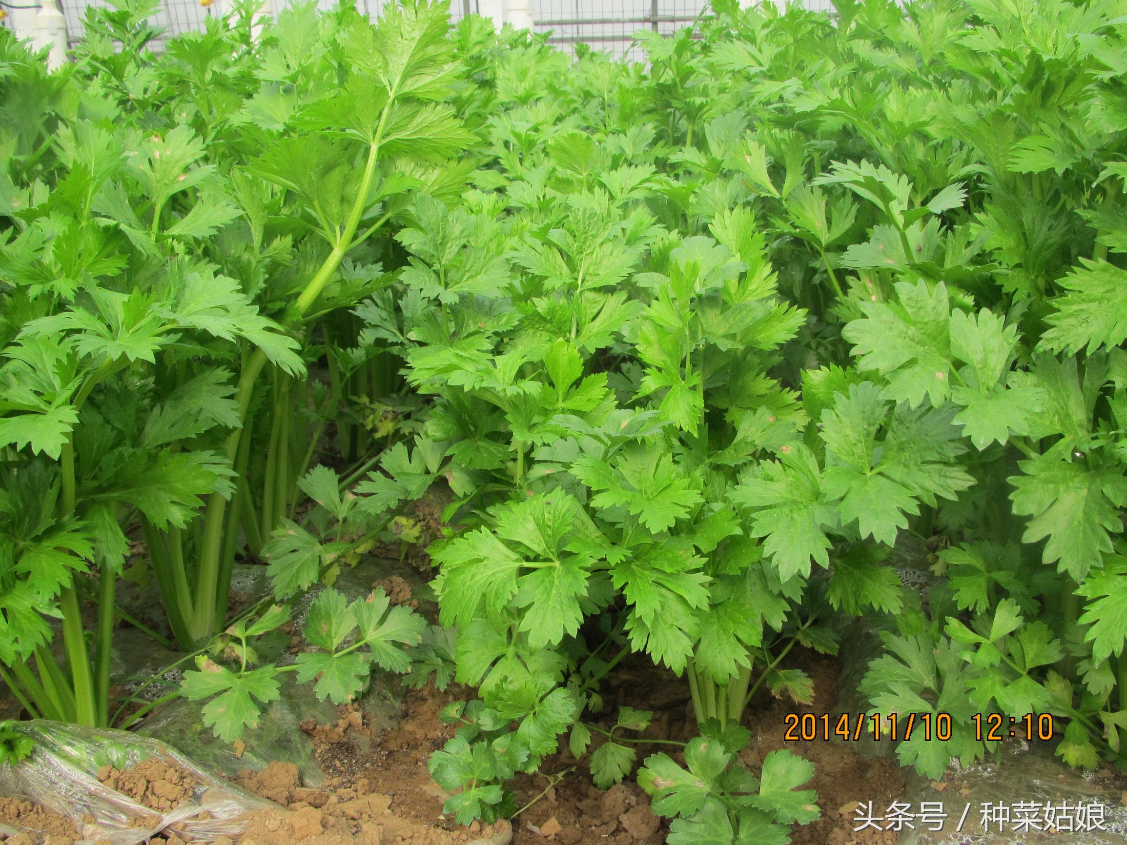 芹菜怎么种深出苗快,种植芹菜出苗后长得慢怎么办