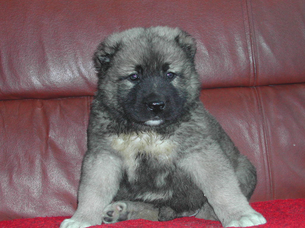 狗狗断尾能够直接把尾巴剪掉吗,为什么断尾会延长狗狗寿命