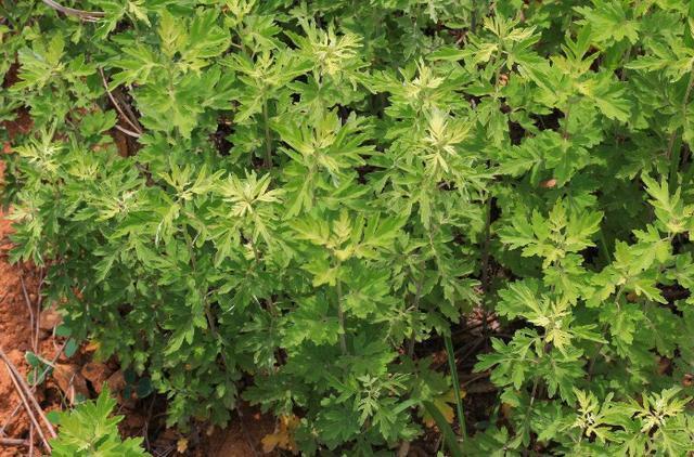 晚上睡前泡脚水里加什么能够除湿,冬天睡前热水泡脚