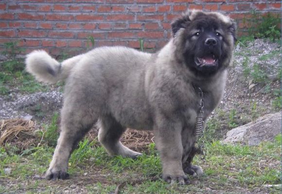 狗狗断尾能够直接把尾巴剪掉吗,为什么断尾会延长狗狗寿命