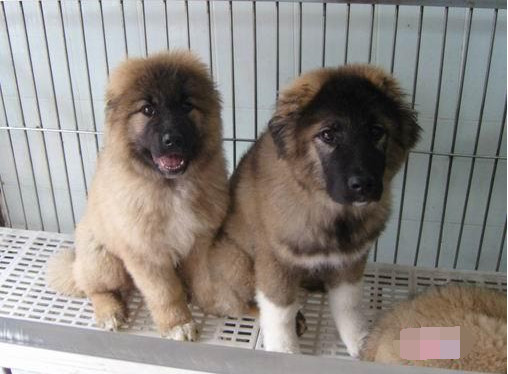 狗狗断尾能够直接把尾巴剪掉吗,为什么断尾会延长狗狗寿命