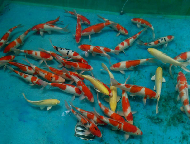 饲养锦鲤需要注意哪些细节和技巧,锦鲤日常饲养及疾病预防书