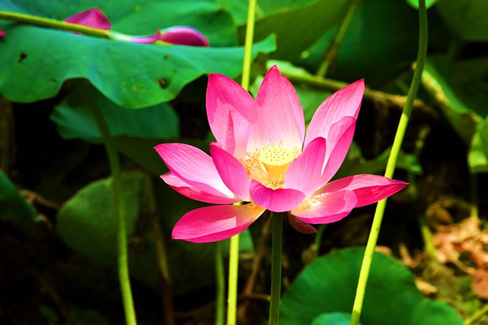 微山湖风景区湖滨湿地,微山湖国家湿地公园